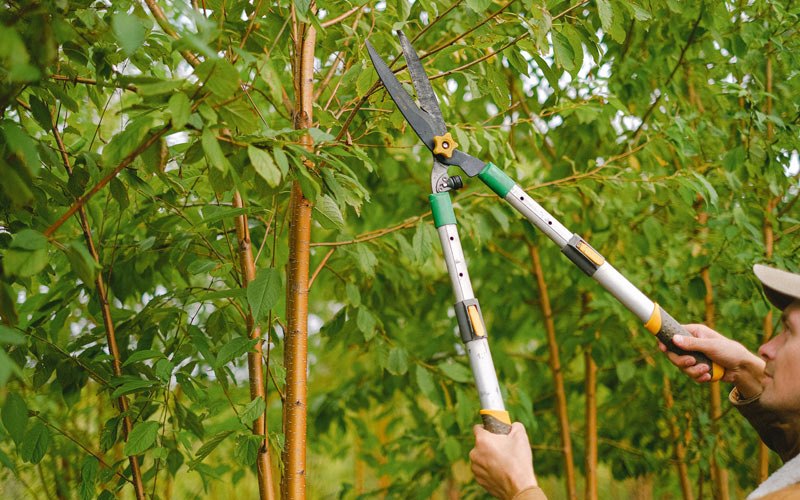 Tree trimming in Cartwright, ND